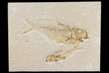 Fossil Fish (Diplomystus) - Green River Formation #150674-1